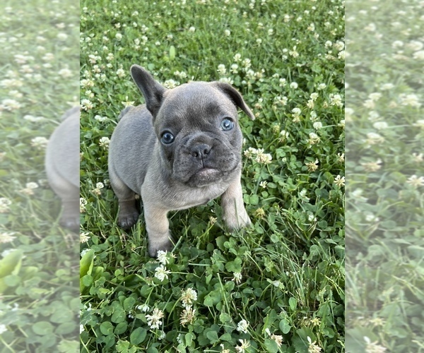Medium Photo #7 French Bulldog Puppy For Sale in WINDSOR, CT, USA