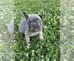 Small Photo #7 French Bulldog Puppy For Sale in WINDSOR, CT, USA