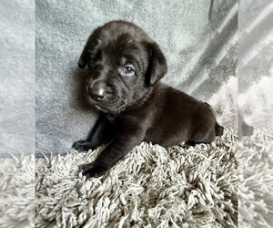 Labrador Retriever-Unknown Mix Dogs for adoption in OKLAHOMA CITY, OK, USA