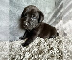 Small Labrador Retriever Mix