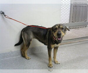 Labrador Retriever-Unknown Mix Dogs for adoption in Pasadena, TX, USA