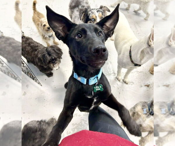 Medium Photo #7 German Shepherd Dog-Unknown Mix Puppy For Sale in Houston, TX, USA