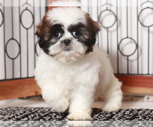 Shih Tzu Puppy for sale in NAPLES, FL, USA