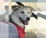 Small #23 Great Pyrenees Mix