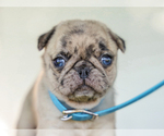 Small #1 Pug