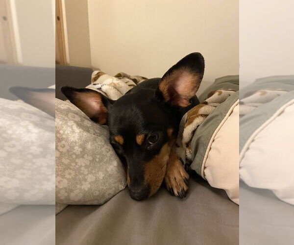 Medium Photo #1 Miniature Pinscher-Unknown Mix Puppy For Sale in Brewster, NY, USA