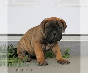 Bullmastiff Puppy for sale in NEW HOLLAND, PA, USA