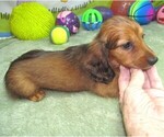 Image preview for Ad Listing. Nickname: Abigail