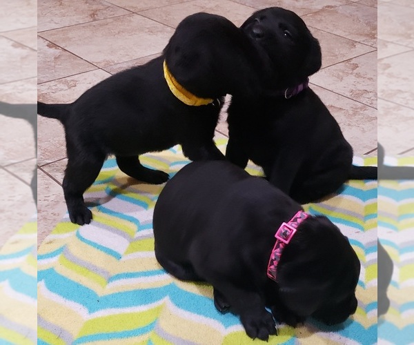 Medium Photo #8 Labrador Retriever Puppy For Sale in OLYMPIA, WA, USA
