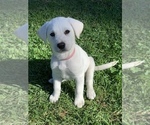 Small Photo #1 Labrador Retriever Puppy For Sale in AZUSA, CA, USA