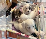 Small #9 Dachshund