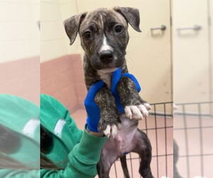 American Staffordshire Terrier-Unknown Mix Dogs for adoption in Brewster, NY, USA