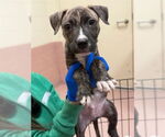 Small American Staffordshire Terrier Mix