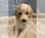 Small Photo #7 Goldendoodle Puppy For Sale in LITTLE ROCK, AR, USA