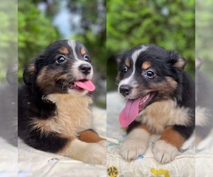 Miniature Australian Shepherd Puppy for sale in BROOKER, FL, USA