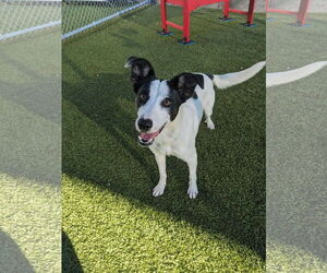 Collie-Whippet Mix Dogs for adoption in Woodbury, NY, USA