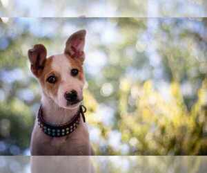 Carolina Dog Puppy for sale in AMARILLO, TX, USA