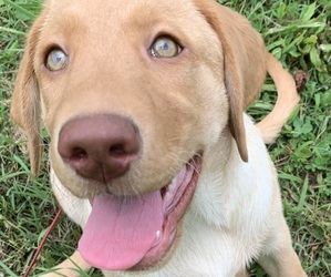 Labrador Retriever Puppy for sale in SPOTSYLVANIA, VA, USA