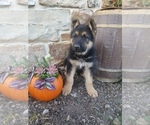 Puppy Grady German Shepherd Dog