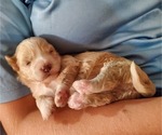 Small #5 Bernedoodle (Miniature)