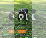 Puppy Shyanna Basset Hound