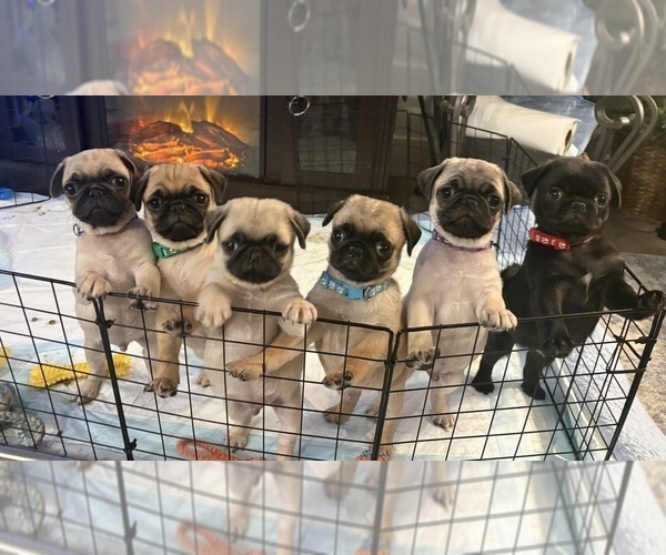 Medium Photo #1 Pug Puppy For Sale in TULALIP, WA, USA