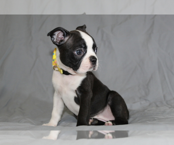 Medium Photo #2 Boston Terrier Puppy For Sale in BROOKSVILLE, FL, USA