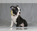 Small #1 Boston Terrier