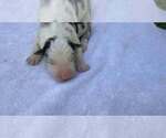 Small Photo #88 Border Collie Puppy For Sale in MOSIER, OR, USA