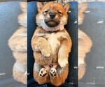 Puppy Pink Boy Shiba Inu