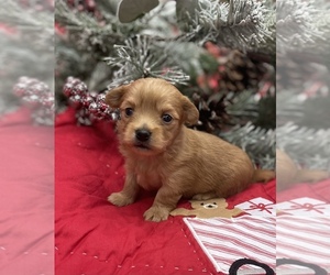 Havanese Dog for Adoption in COLUMBUS, Texas USA