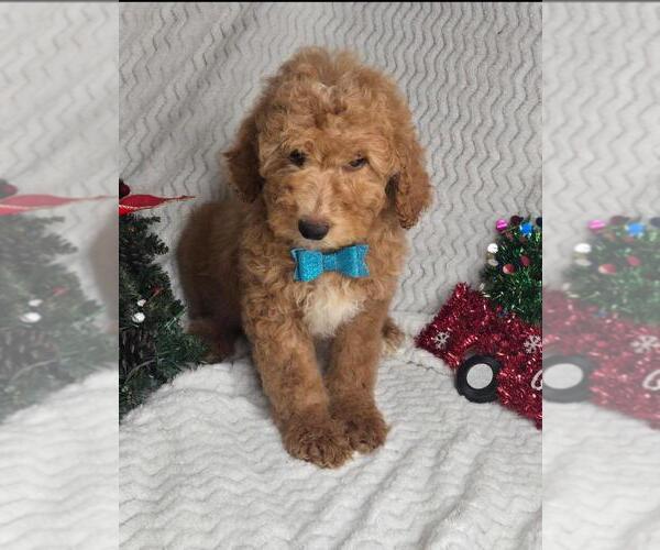 Medium Photo #2 Goldendoodle (Miniature) Puppy For Sale in JASONVILLE, IN, USA