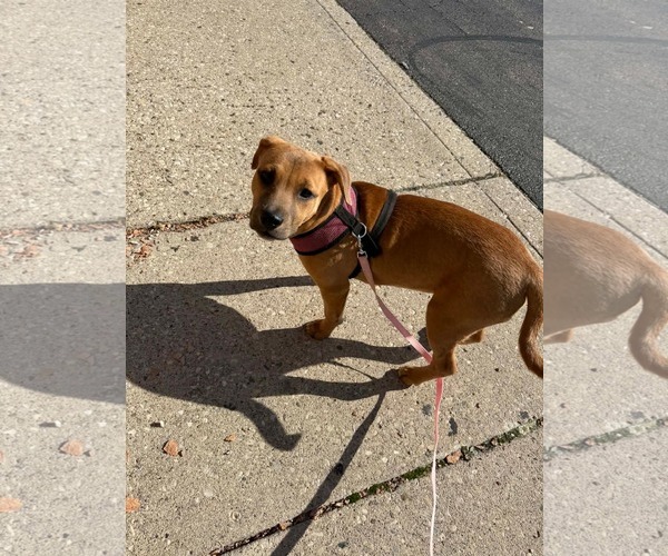 Medium Photo #3 American Pit Bull Terrier-Unknown Mix Puppy For Sale in Germantown, OH, USA