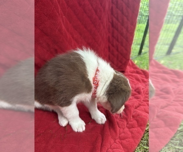Medium Photo #11 Borador Puppy For Sale in MARION, VA, USA