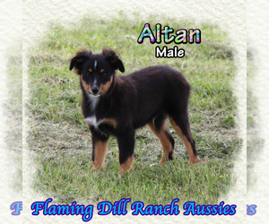 Weimaraner Puppy for sale in FORESTBURG, TX, USA