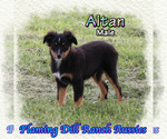 Image preview for Ad Listing. Nickname: Altan