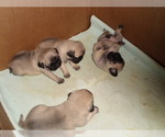 Small #2 Pug