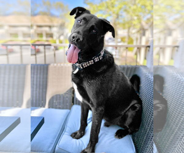 Medium Photo #7 German Shepherd Dog-Unknown Mix Puppy For Sale in Corona, CA, USA