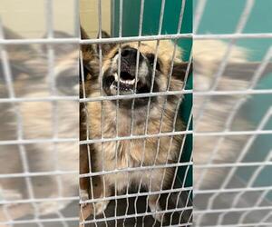 German Shepherd Dog-Unknown Mix Dogs for adoption in Texas City, TX, USA