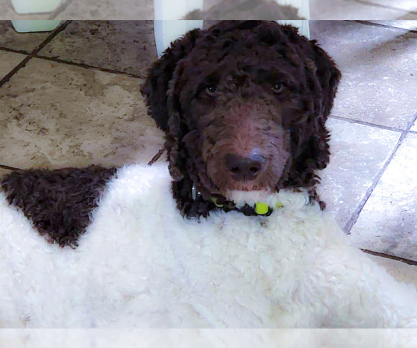 Full screen Photo #1 Goldendoodle-Poodle (Standard) Mix Puppy For Sale in MANCHESTER, CT, USA