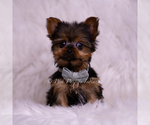 Small Photo #80 Yorkshire Terrier Puppy For Sale in WARSAW, IN, USA