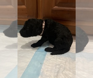 Goldendoodle Puppy for sale in WAXHAW, NC, USA