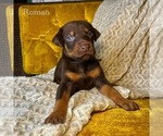 Puppy Roman Doberman Pinscher