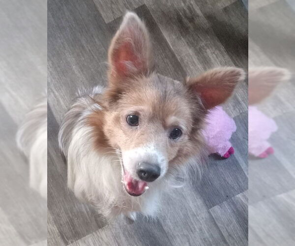 Medium Photo #2  Puppy For Sale in , 