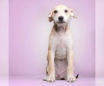 Small #3 Mutt