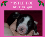 Small Photo #13 English Springer Spaniel Puppy For Sale in LITCHFIELD, MN, USA