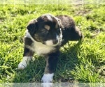 Puppy Reggiano Australian Shepherd