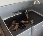 Small #1 Greater Swiss Mountain Dog