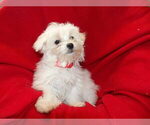 Small Photo #20 Maltese Puppy For Sale in PATERSON, NJ, USA