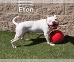 Small #2 American Pit Bull Terrier